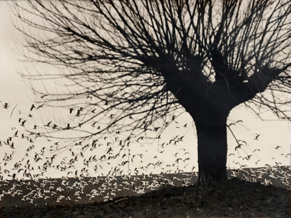 Senza titolo - Mario Giacomelli